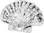 Seashell Scallop (small)